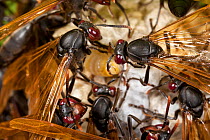 Paper wasps {Polistes sp} on nest. Masoala Peninsula National Park, north east Madagascar.