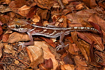 Big eyed / headed gecko {Paroedura pictus} on forest floor. Dry deciduous forest, Kirindy Forest, Western Madagascar. October