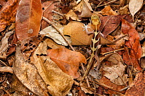 Big eyed / headed gecko {Paroedura pictus} camouflaged on forest floor. Dry deciduous forest, Kirindy Forest, Western Madagascar. October 2009.