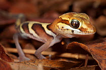 Big eyed / headed gecko {Paroedura pictus} on forest floor. Dry deciduous forest, Kirindy Forest, Western Madagascar. October 2009.