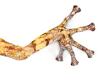 Close up of foot of Big eyed / headed gecko {Paroedura pictus} on white background. Dry deciduous forest, Kirindy Forest, Western Madagascar. October.