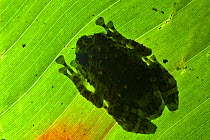 Rot-hole tree frog {Platypelis grandis} silhouette on tropical rainforest leaf, Andasibe-Mantadia National Park, Eastern Madagascar.