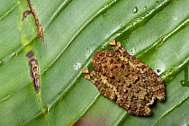 Rot-hole tree frog {Platypelis grandis} resting on tropical rainforest leaf, Andasibe-Mantadia National Park, Eastern Madagascar.