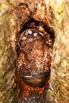Rot-hole tree frog {Platypelis grandis} in pool in tree hole with eggs. Andasibe-Mantadia National Park, Eastern Madagascar.