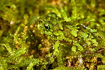 Tree frog (Platypelis grandis) juvenile camouflaged against moss. Masoala Peninsula National Park, north east Madagascar.