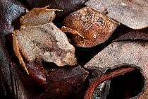 Terrestrial frog {Plethodontohyla sp} camouflaged amongst leaf litter on tropical rainforest floor. Andasibe-Mantadia NP, Madagascar