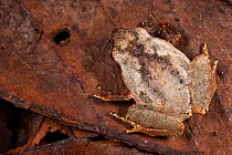 Terrestrial frog {Plethodontohyla sp} on leaf litter on tropical rainforest floor.Andasibe-Mantadia NP, Madagascar