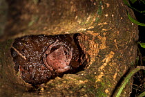 Frog (Plethodontohyla notosticta) in tree hole with baby frogs. Lowland rainforest, Masoala Peninsula National Park, north east Madagascar