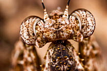 Praying mantis {Mantodea}, close-up of head. Masoala Peninsula National Park, north east Madagascar.