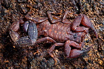 Scorpion {Scorpiones sp} discovered under rotting log, tropical rainforest, Andasibe-Mantadia NP, Madagascar.