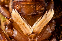 Sensory structures on underside of Scorpion {Scorpiones sp} known as pectines, Andasibe-Mantadia NP, Madagascar
