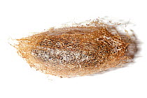 Silk moth (Saturniidae) cocoon, used in textile production, photographed on a white background. Maroantsetra, Northeast Madagascar.