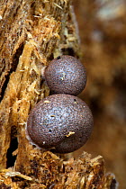 Slime mould fruiting bodies on rotting wood growing in rainforest, Andasibe-Mantadia NP, Madagascar.