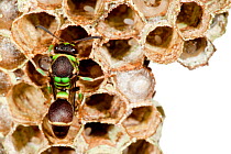 Social Wasp on nest {Hymenoptera} photographed against white background. Masoala Peninsula National Park, north east Madagascar.
