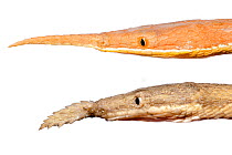 Comparison of male (top) and female (bottom) Spear-nosed snake {Langaha madagascariensis} from the rainforest regions of eastern Madagascar. composite image.