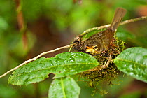 Spectacled greenbul {Bernieria zosterops} on nest in tropical rainforest, Masoala Peninsula National Park, north east Madagascar.