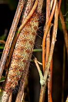 Large, spiny caterpillar camouflaged amongst plant stems in tropical rainforest, Andasibe-Mantadia National Park, Madagascar.
