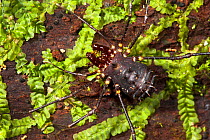 Spiny harvestman {Opiliones} on mossy log in montane rainforest. Andasibe-Mantadia NP, Eastern Madagascar.