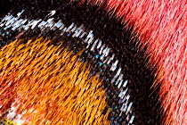 Suraka Silk Moth {Antherina suraka} wing detail showing scales. Maroantsetra, Northeast Madagascar.