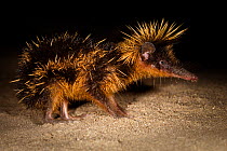 Yellow streaked tenrec {Hemicentetes semispinosum} at night with spines erected in threat display, Maroansetra, Madagascar
