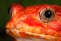 Tomato frog {Dyscophus antongili} portrait, Maroantsetra, Northeast Madagascar