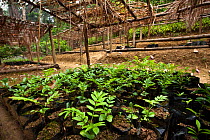 Tree nursery of endemic species, part of a forest restoration and carbon sequestration scheme that provides a sustainable livelihood for the local population. Tropical rainforest, Mitsinjo reserve, An...