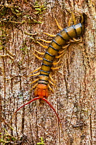 Centipede {Chilopoda} emerging from hollow in tree in rainforest. Andasibe-Mantadia National Park, Eastern Madagascar.
