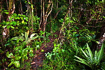 Tropical rainforest, Masoala Peninsula National Park, north east Madagascar, October 2009