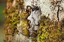 Tropical weevil {Curculionidae}, camouflaged on mossy tree trunk in rainforest, Mantadia NP, Madagascar