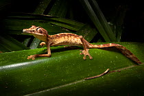 Lined leaf-tailed gecko {Uroplatus lineatus} hunting invertebrates amongst leaves of Pandanus palm {Pandanaceae} at night. Masoala Peninsula National Park, north east Madagascar.