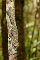 Leaf-tailed gecko {Uroplatus sikorae} camouflaged on tree trunk in rainforest, Andasibe-Mantadia National Park, Eastern Madagascar.