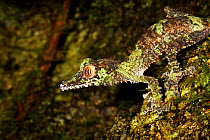 Leaf-tailed gecko {Uroplatus sikorae} camouflaged against mossy tree trunk in rainforest. Masoala Peninsula National Park, north east Madagascar.