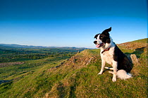 Border Collie portrait, sitting on hillside, Lake District, England UK. May 2010