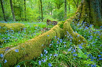 Bluebell wood (Hyacinthoides non-scripta) Lake District NP, Cumbria, England, UK. May 2010
