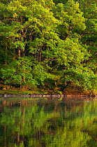 Woodland reflection on Rydal Lake, Lake District NP, Cumbria, England, UK. June 2010