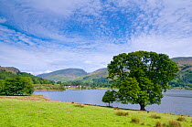 Lake Grasmere, Lake District NP, Cumbria, England, UK. June 2010