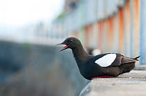 Black Guillemot (Cepphus grylle) sitting on harbour wall calling, Oban, Scotland, UK. June