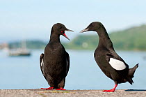Black Guillemots (Cepphus grylle) pair sitting on harbour wall calling, Oban, Scotland, UK. June