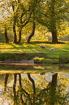 Sheep (Ovis aries) grazing on fields around Elterwater,with reflections, Lake District NP, Cumbria, England, UK. June 2010