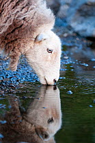 Herdwick Sheep (Ovis aries) head portrait drinking, with reflections, Lake District NP, Cumbria, England, UK. June