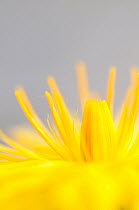 Dandelion (Taraxacum officinale) detail of petals, Lake District NP, Cumbria, England, UK. June