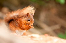 Red Squirrel (Sciurus vulgaris) sitting in woodland, feeding, Lake District NP, Cumbria, England, UK. June