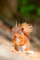 Red Squirrel (Sciurus vulgaris) portrait, sitting in woodland, feeding, Lake District NP, Cumbria, England, UK. June