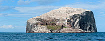 Panoramic view of Northern Gannet (Morus bassanus) colony, Bass Rock, Firth of Forth, Scotland, UK. June 2010