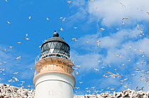 Northern Gannets (Morus bassanus) flying over the lighthouse at Bass Rock, Firth of Forth, Scotland, UK. June 2010