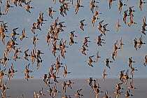 Black-tailed Godwits (Limosa limosa) and Knots (Calidris canutus) in flight in early morning light, Dee Estuary, Merseyside, England, UK, February