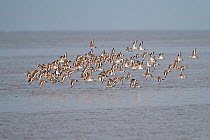 Black-tailed Godwits (Limosa limosa) flock in flight low over water, in winter plumage, Dee Estuary, England, UK, February