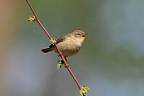 Chiffchaff (Phylloscopus collybita) singing in woodland, North Wales, UK, May