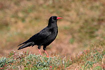 Chough (Pyrrhocorax pyrrhocorax) on cliff top, South Stack RSPB reserve, Anglesey, North Wales, UK, April