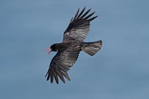 Chough (Pyrrhocorax pyrrhocorax) calling in flight over sea, South Stack RSPB reserve, Anglesey, North Wales, UK, June
